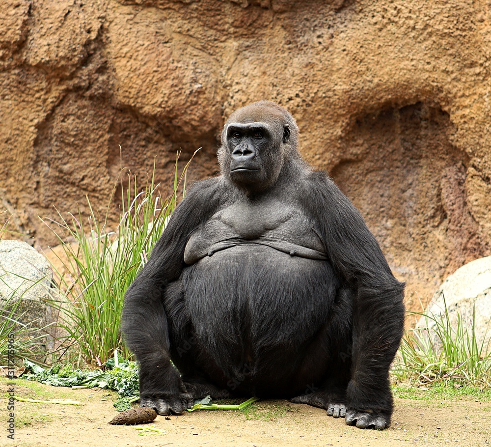A big lowland gorilla seated and staring