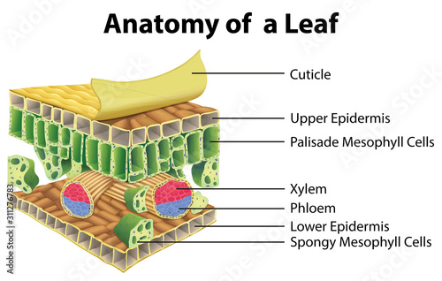 Diagram showing anatomy of a leaf