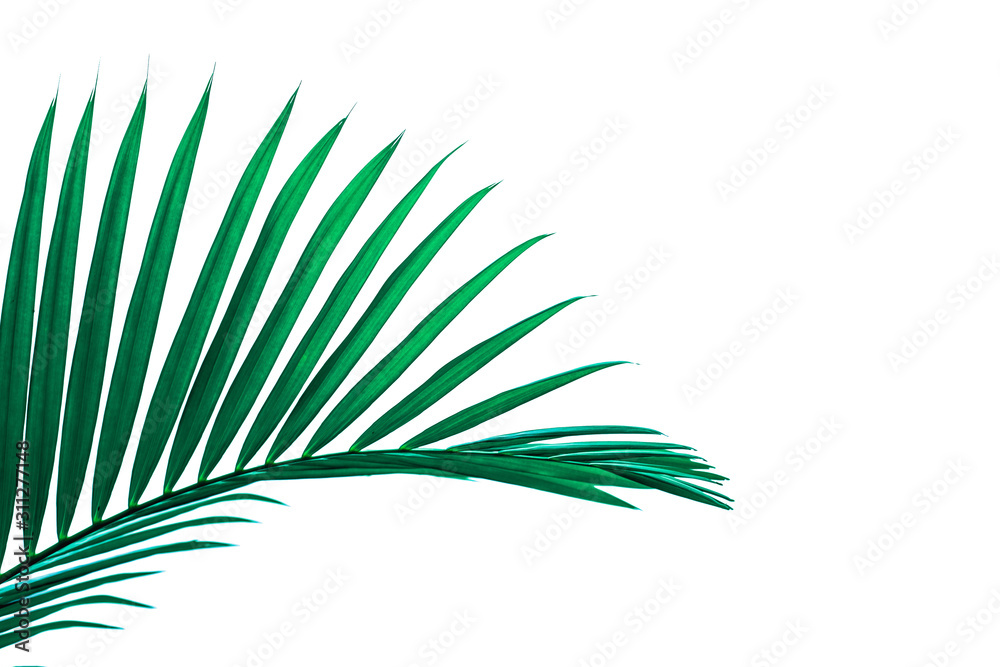 Fototapeta premium tropical coconut leaf isolated on white background, summer background