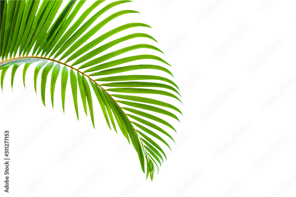 Fototapeta tropical coconut leaf isolated on white background, summer background
