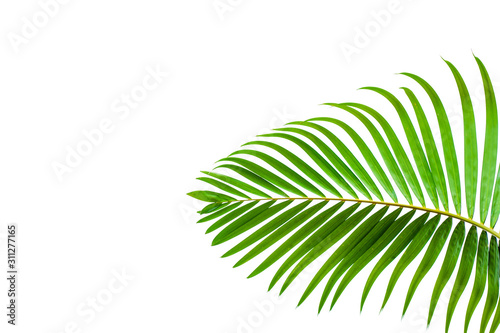 Fototapeta Naklejka Na Ścianę i Meble -  tropical coconut leaf isolated on white background, summer background