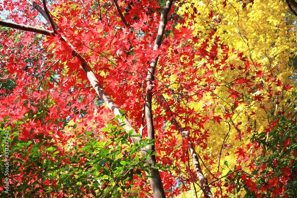 紅葉狩り 埼玉県飯能市 紅葉狩り 埼玉県飯能市