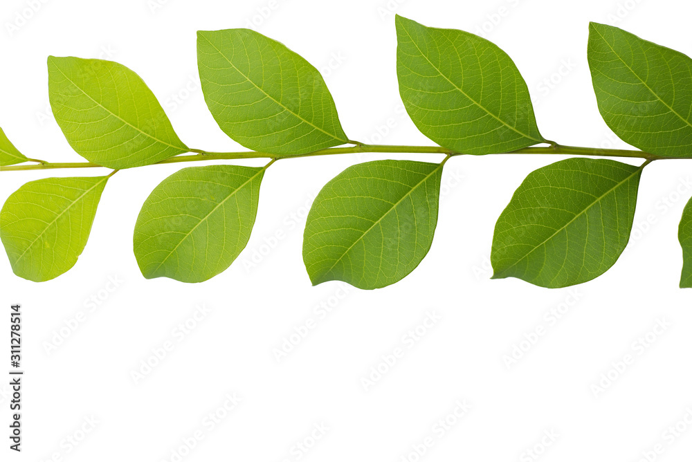 green leaves isolated on white background green leaves isolated on white background