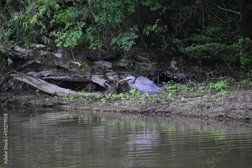A great blue heron in a swamp