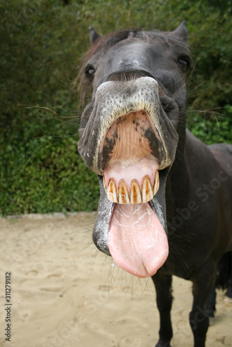 Lustiges Pferd lacht und macht grimassen. Pferd streckt Zunge raus frontal portrait selfie 