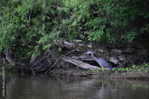A great blue heron in a swamp