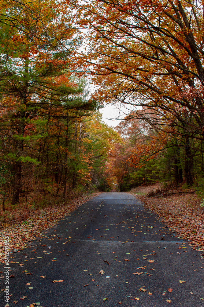 Country Road with Fall Trees