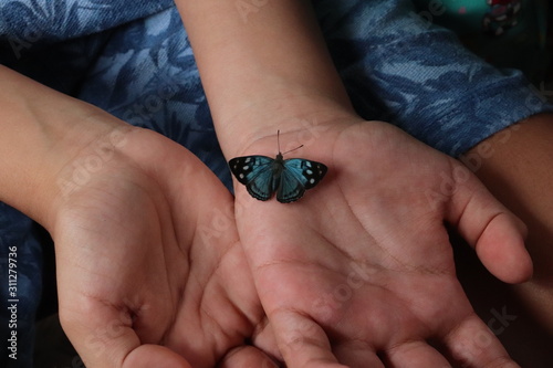 butterfly on a hand