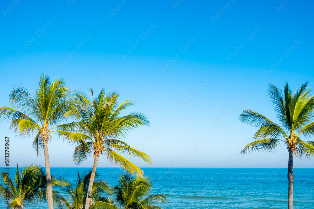 coconut palm trees with blue sky
