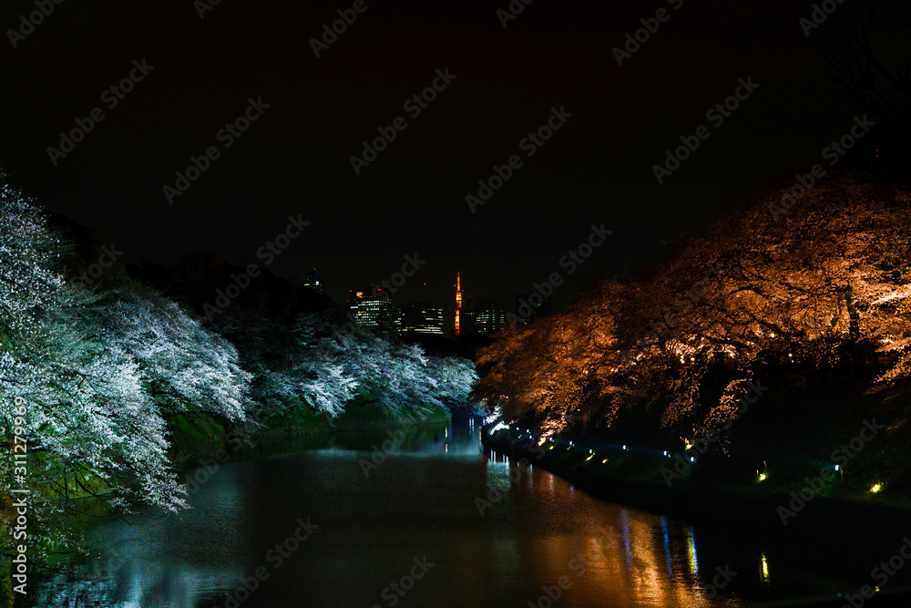 [東京都] 千鳥ヶ淵　夜桜　満開　日本　風景　夜景　Tokyo　Japan　ライトアップ　