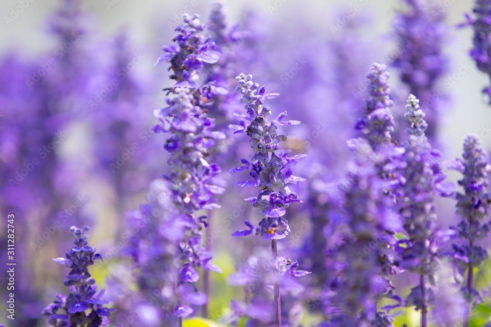 Blue salvia field in garden Blue salvia field in garden