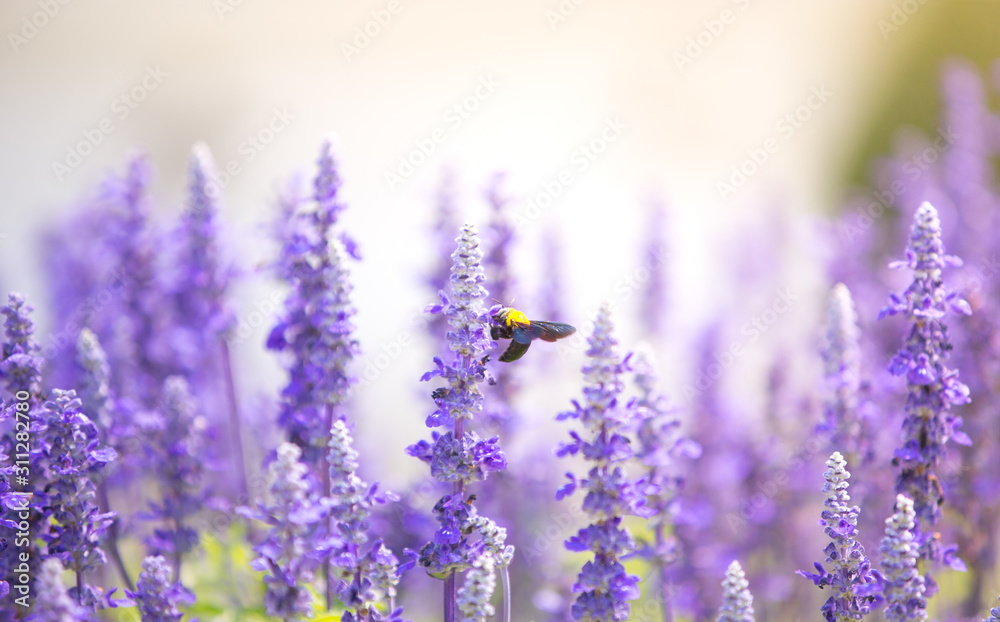 Blue salvia field in garden Blue salvia field in garden