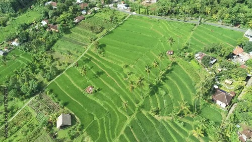 Aerial View of Rice Fields in the North of Bali photo