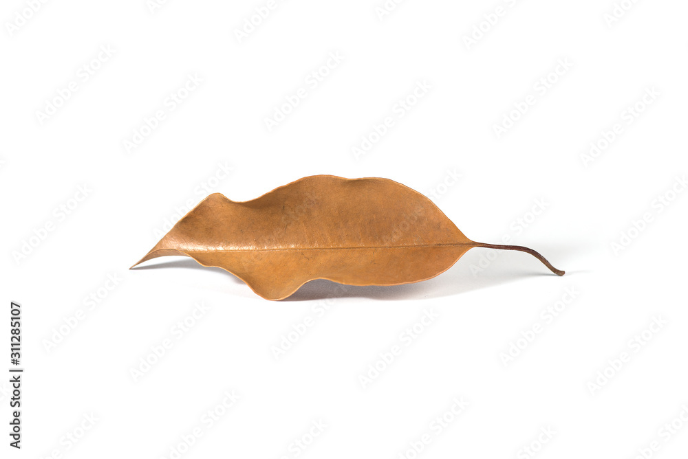 Naklejka premium autumn leaf isolated on white background