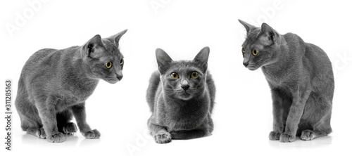 Fototapeta Naklejka Na Ścianę i Meble -  Cute gray cat collection isolated on white background.Korat cat cat