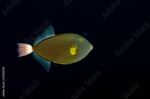 A pink tail trigger fish on a black background