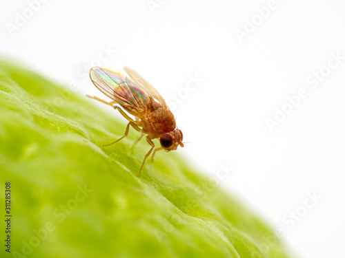 P1010068 Drosophila hydei fruit fly on lime cleaning hind legs copyright ernie cooper 2019 photo