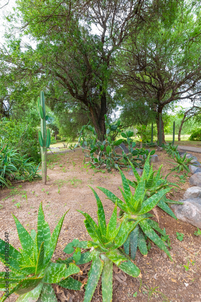 Obraz premium Cordoba Argentina cactus at the botanical garden