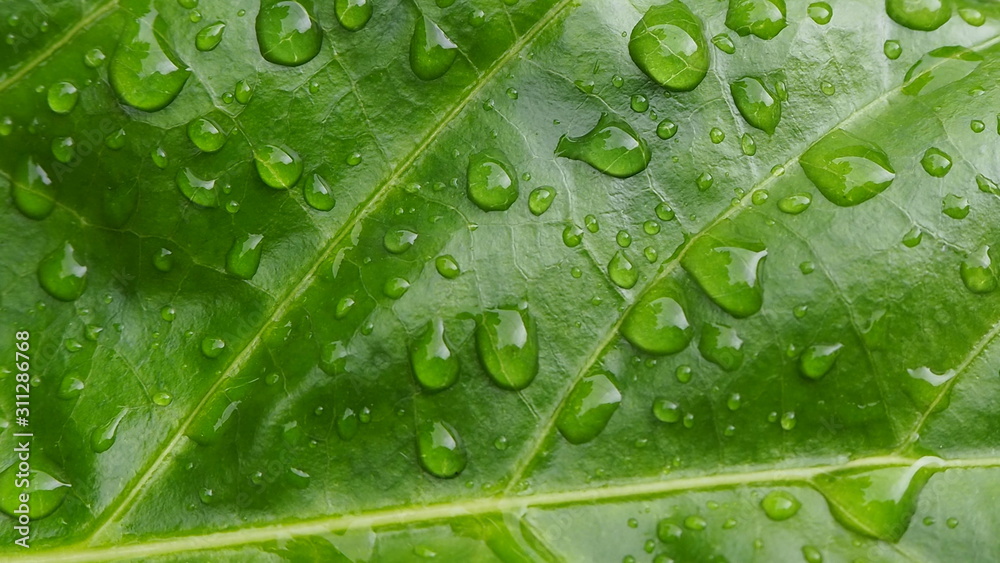The leaves have water in the morning. The leaves have water in the morning.