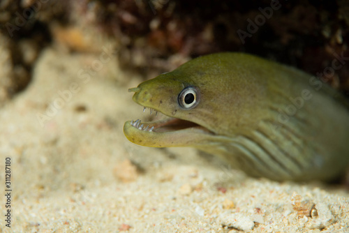 Baby Moray Eel