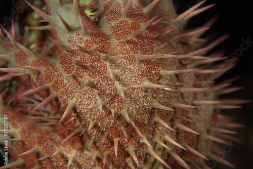 Crown of Thorns Starfish Close Up