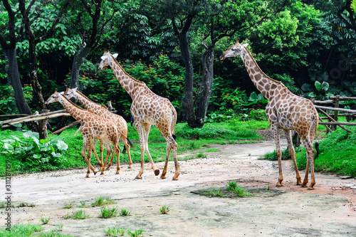 Giraffe in the zoo 动物园里的长颈鹿