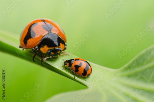ladybug family on green leaf