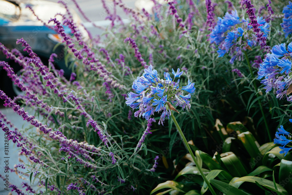 Obraz premium Purple and blue street flowers on San Francisco on a sunny day 