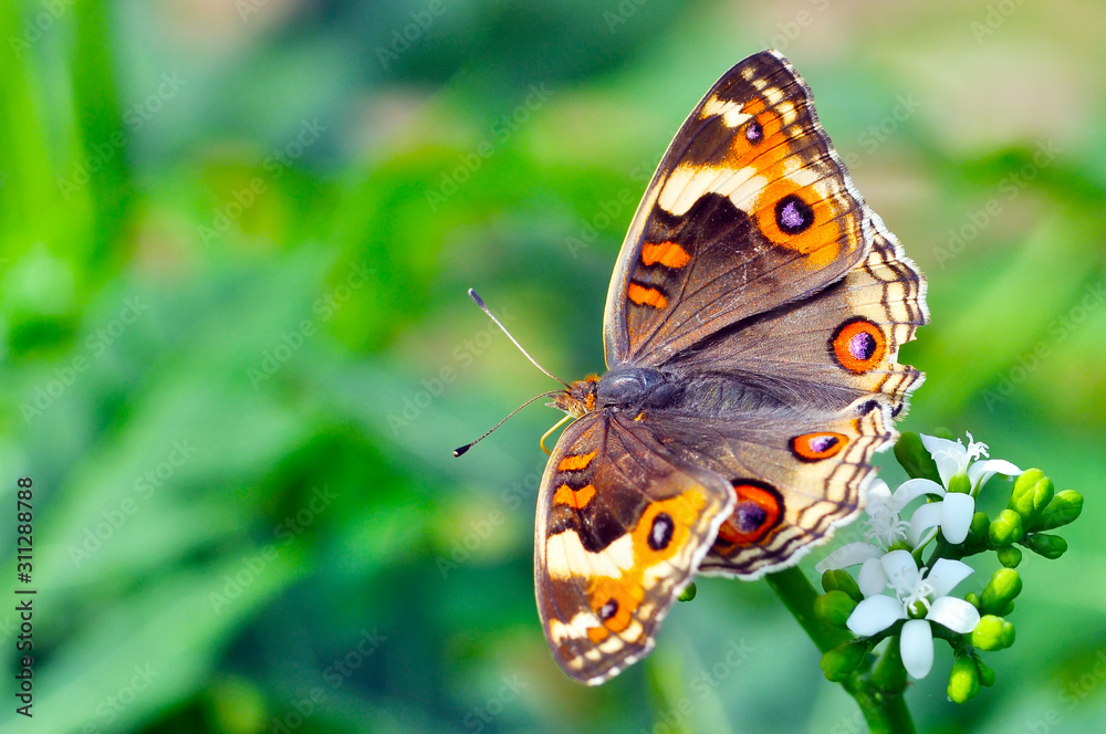 Fototapeta premium butterfly on flower