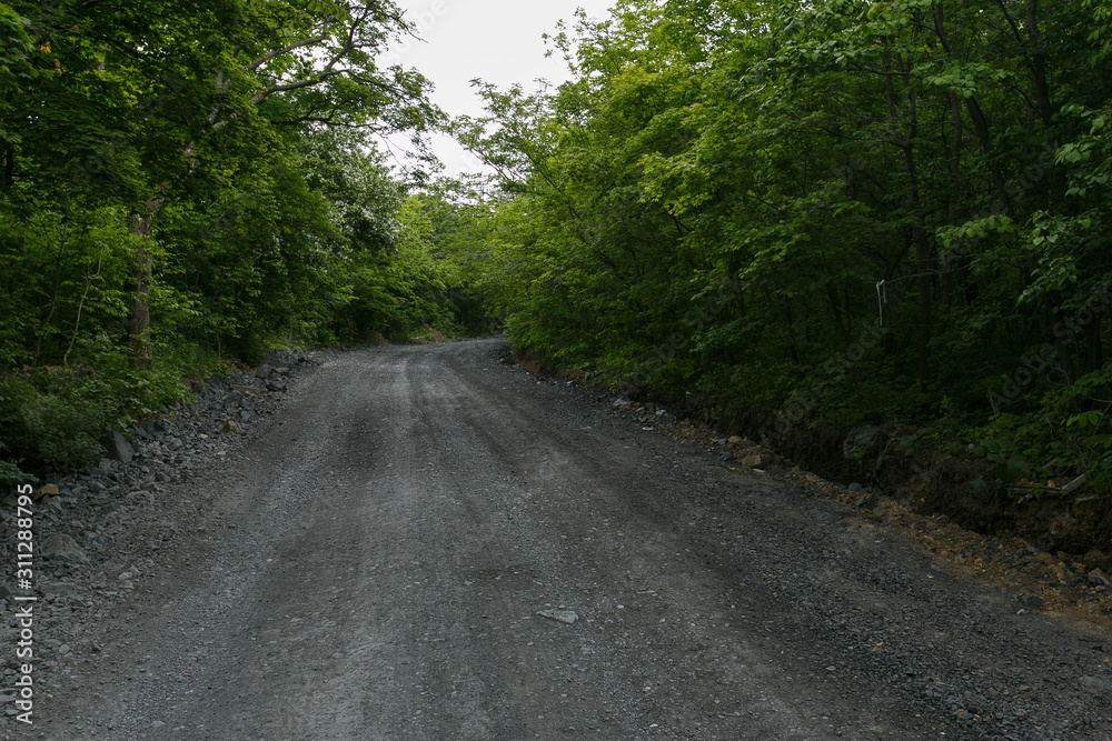 Dirt forest road extending into the distance in the background of green trees Dirt forest road extending into the distance in the background of green trees