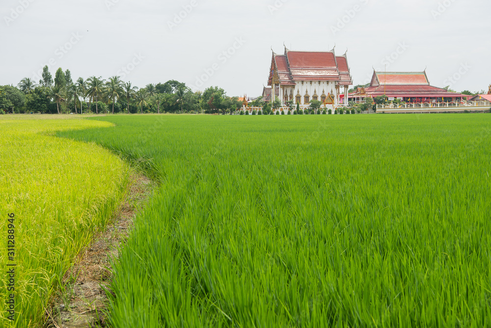 rice field in Thailand rice field in Thailand