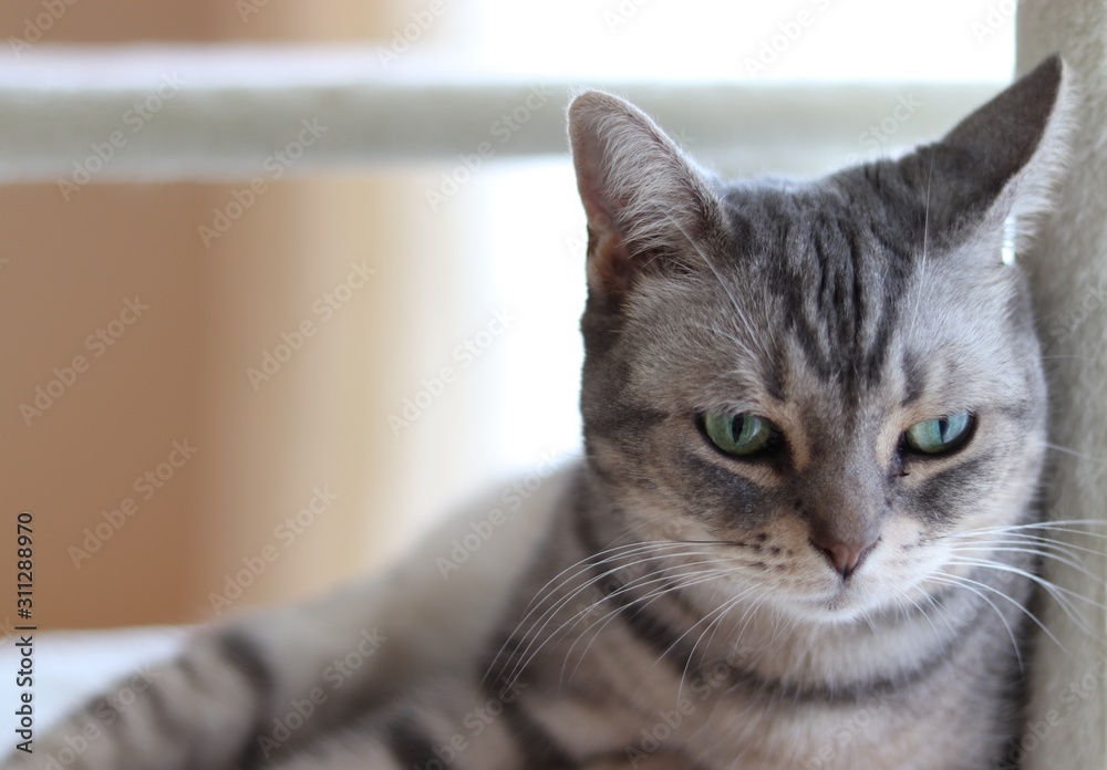 寂しげな表情の猫アメリカンショートヘアー