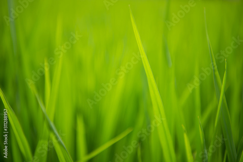 closeup rice field