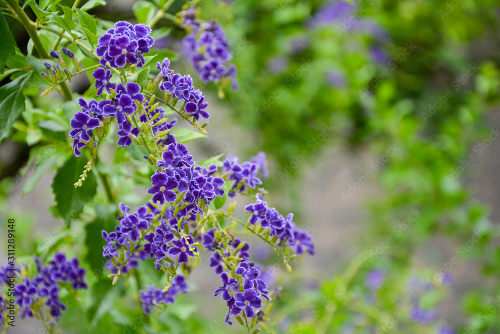 Obraz premium Flower