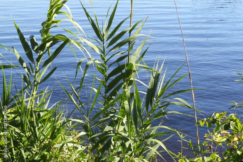 Fototapeta premium Plants on blue water background in Florida nature 