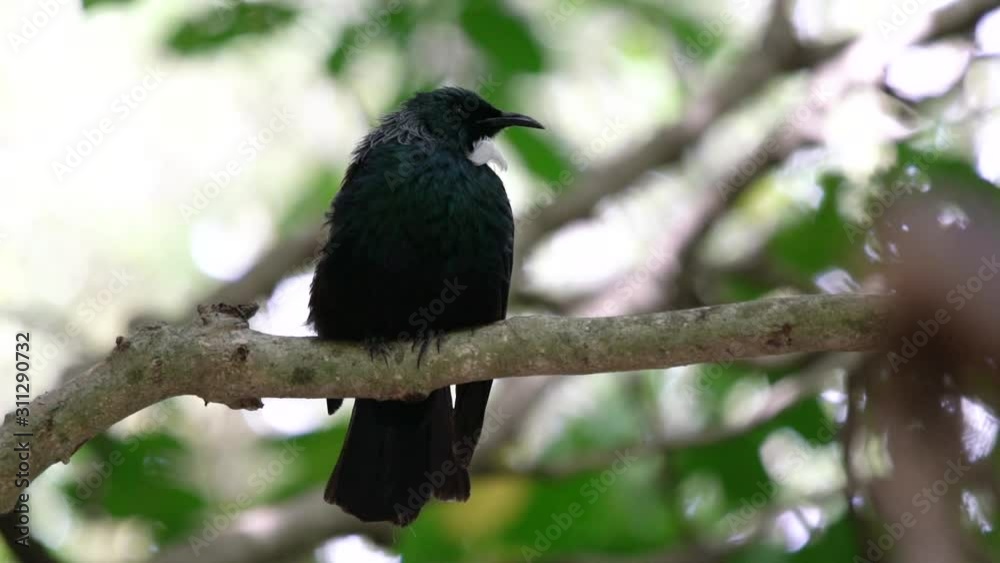 A New Zealand Tui Bird perched and singing on a tree in slow motion A New Zealand Tui Bird perched and singing on a tree in slow motion