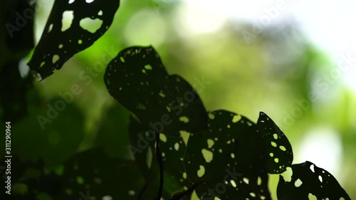 Abstract shot of eaten leaves blowing in the wind in slow motion