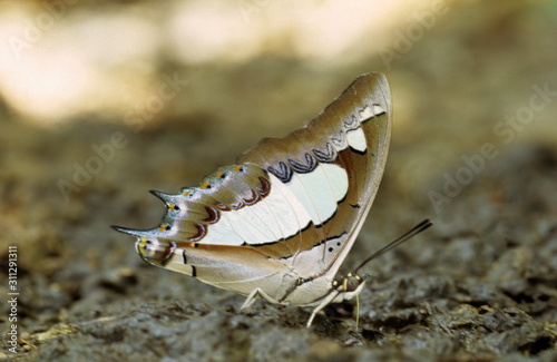 Common Nawab at Borivali National Park, Mumbai photo