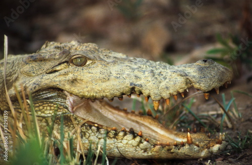 Marsh Crocodile at Tadoba Tadoba Andhari Tiger Reserve, Maharashtra, India. © RealityImages