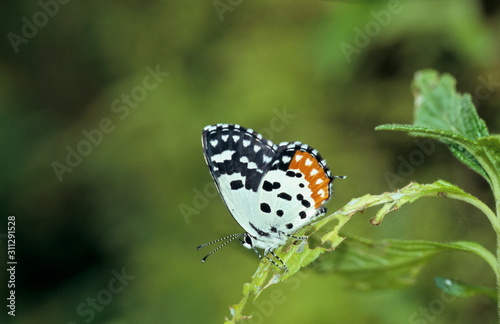 Red Pierrot from Amboli forest, Maharasthra, India photo