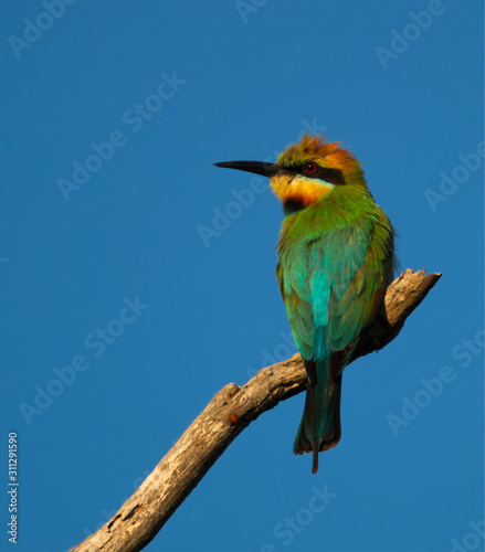 Rainbow Bee-eater © Michael