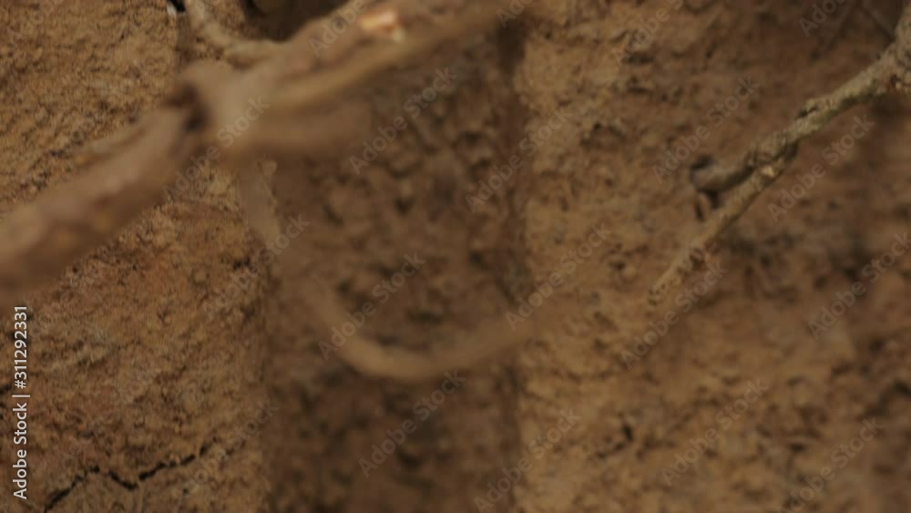Annual (dogday) cicada nymph attached to underground tree root. Nymph sucks sap from the root until it is ready to crawl to surface and change into an adult.