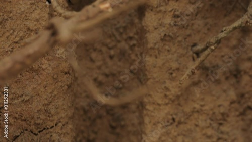 Annual (dogday) cicada nymph attached to underground tree root. Nymph sucks sap from the root until it is ready to crawl to surface and change into an adult. photo