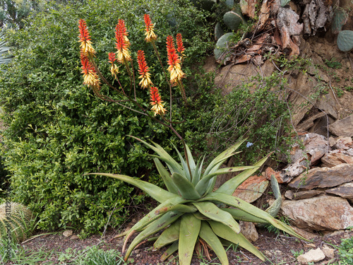 Aloe africana ou capensis - Aloes du Cap bicolore aux magnifiques grappes décoratives de fleurs bicolores jaune et orange, feuilles courbées, gris-vert, bordées de dents pointues rouge 