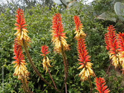 Gros plan sur de magnifique grappes d   pis floraux jaune et orange d aloe africana ou alo  s du Cap 