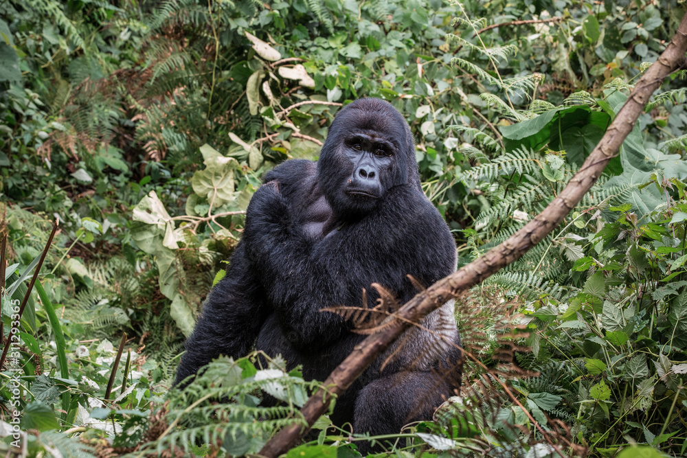 the leader of a pack of gorillas, silver back poses in the depths of the jungle the leader of a pack of gorillas, silver back poses in the depths of the jungle