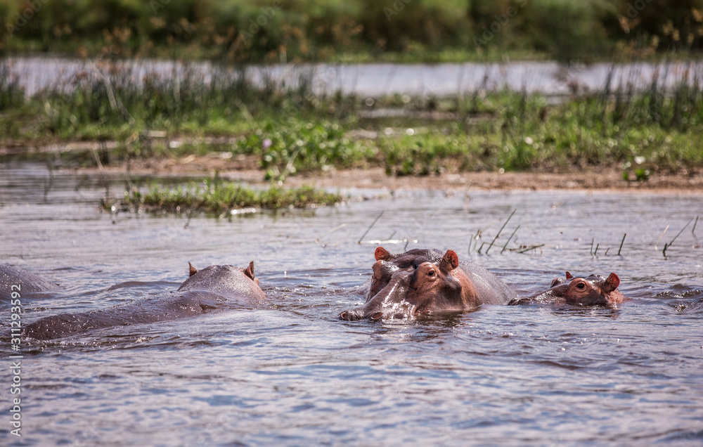 clouse up of hippos sitting in the water on the river Nile clouse up of hippos sitting in the water on the river Nile