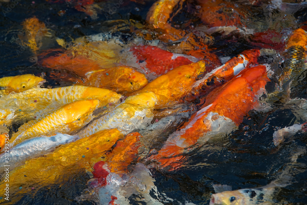 Mixed color of carp herd in clear water Mixed color of carp herd in clear water