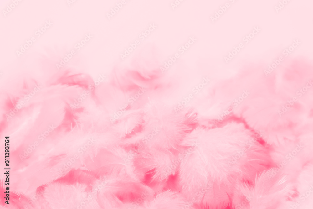 Beautiful abstract colorful white and pink feathers on white background and soft white red feather texture on pink pattern, pink background Beautiful abstract colorful white and pink feathers on white background and soft white red feather texture on pink pattern, pink background