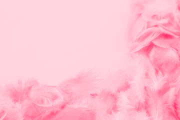 Beautiful abstract light pink feathers on white background,  white feather frame on pink texture pattern and pink background, love theme wallpaper and valentines day, white gradient